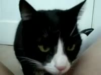 Cat eating the pussy of slut in pet porn
